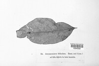 Acrospermum foliicola image